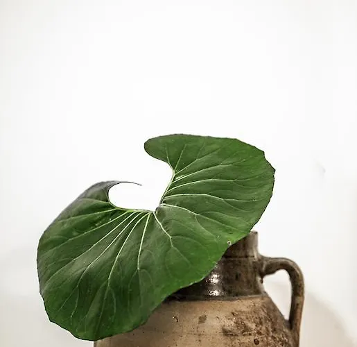 Apartman Casa Colonne Amalfi